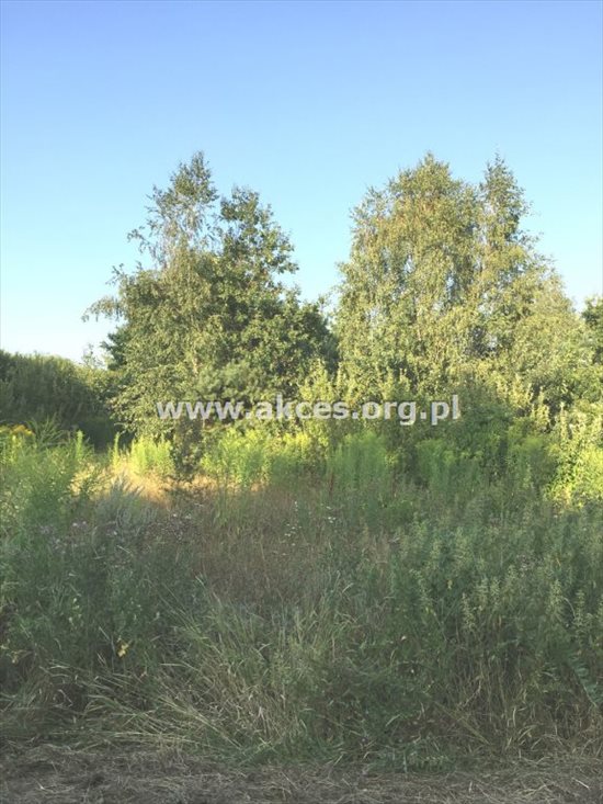 Działka budowlana na sprzedaż Łoś 1 390m2 Foto 8