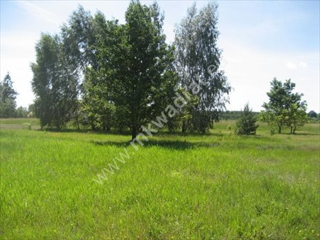 Działka rolna na sprzedaż Grzegorzewice 4 000m2 Foto 2