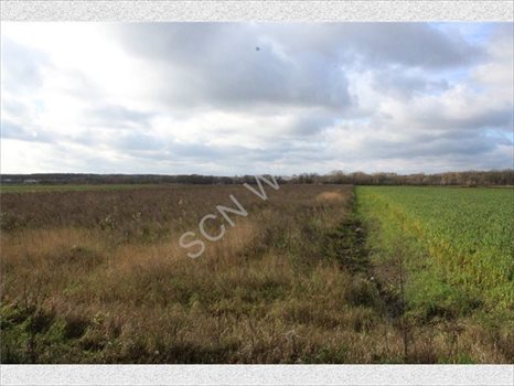 Działka rolna na sprzedaż Warszawa, Wilanów 4 388m2 Foto 11