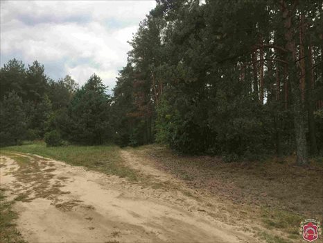 Działka budowlana na sprzedaż Bojano, Jana Chrzciciela 1 307m2 Foto 8