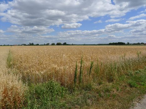 Działka inna na sprzedaż Wola Mąkolska 5 891m2 Foto 4