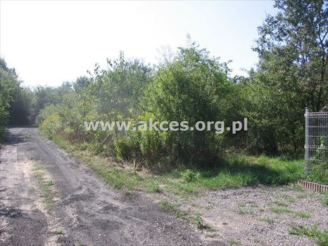 Działka budowlana na sprzedaż Łoś, Łoś, Polna 933m2 Foto 10
