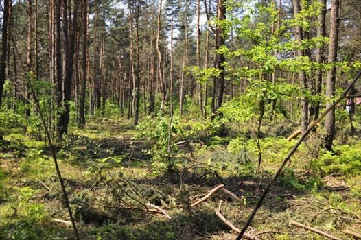 Działka rekreacyjna na sprzedaż Żarki-Letnisko 1 000m2 Foto 7