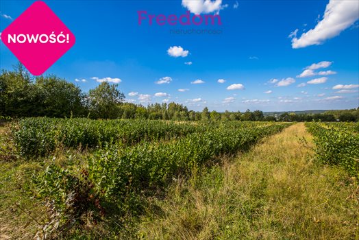 Działka budowlana na sprzedaż Straszydle 10 000m2 Foto 11