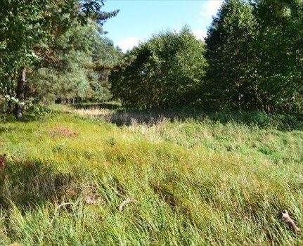 Działka rekreacyjna na sprzedaż Murowana Goślina, Wojnówko 3 782m2 Foto 4