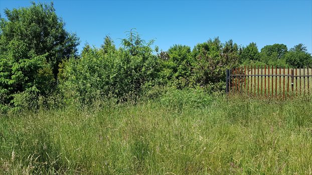 Działka budowlana na sprzedaż Jezierzany 5 000m2 Foto 7