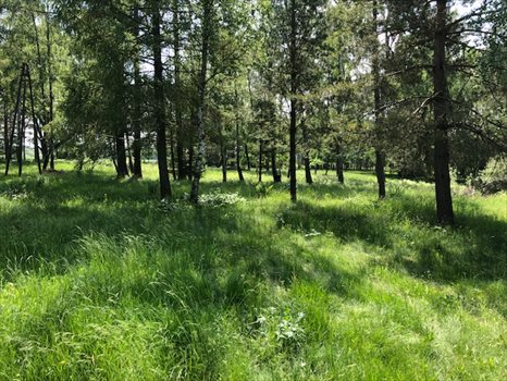 Działka inna na sprzedaż Kamień, Jarzębia 6 800m2 Foto 3
