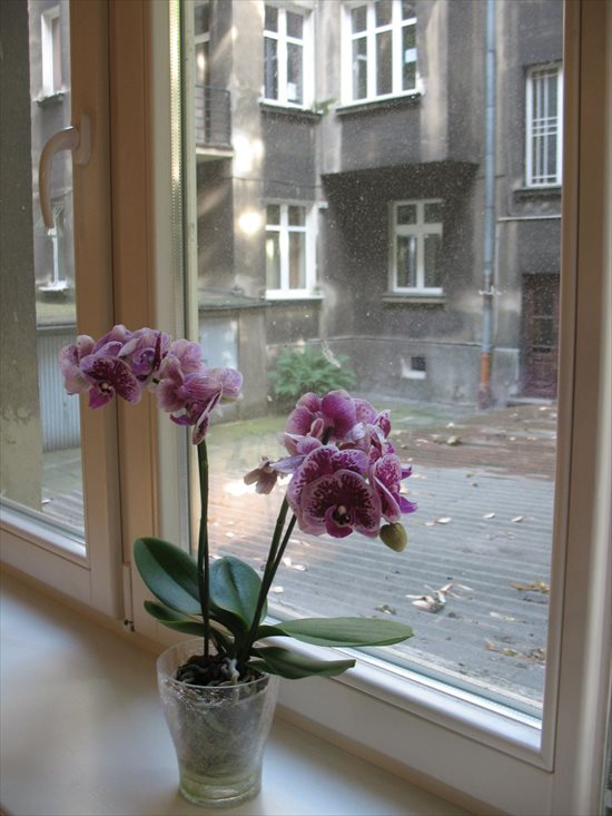 Pokój na wynajem Kraków, Stare Miasto, Batorego 20m2 Foto 5