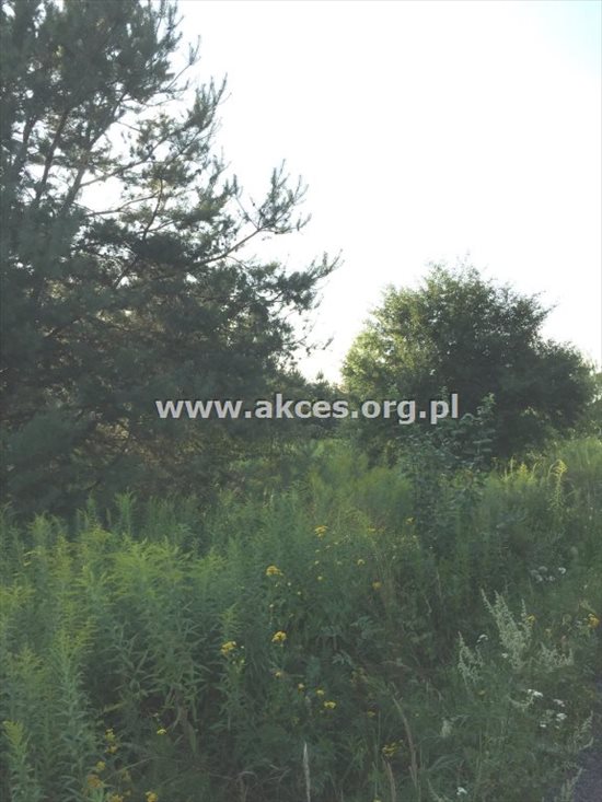 Działka budowlana na sprzedaż Łoś 1 390m2 Foto 6