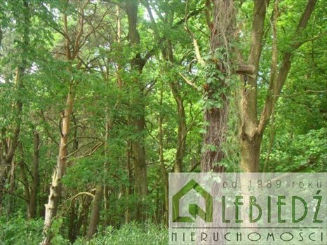 Działka budowlana na sprzedaż Łomianki, Dąbrowa Leśna, Grzybowa 1 643m2 Foto 2
