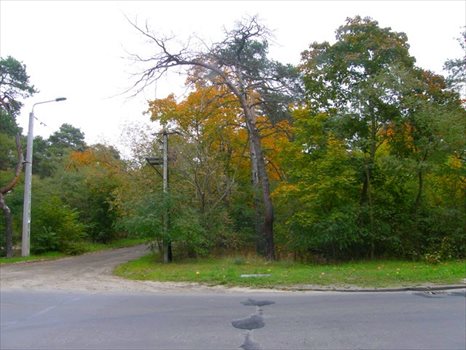 Działka budowlana na sprzedaż Otwock, Bolesława Chrobrego 4 732m2 Foto 2