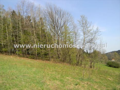 Działka rolna na sprzedaż Stara Wieś 12 900m2 Foto 8