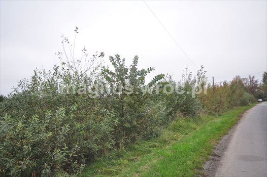 Działka budowlana na sprzedaż Chrząstawa Wielka 1 126m2 Foto 9