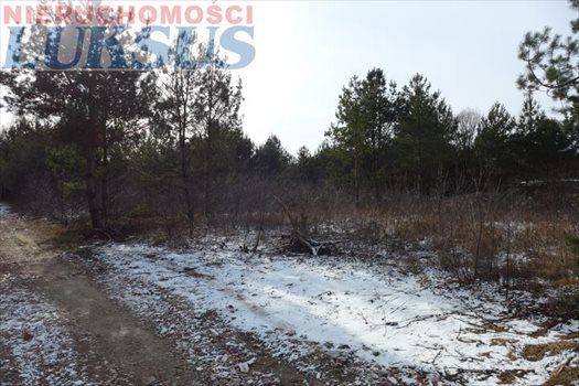 Działka budowlana na sprzedaż Łoś, Łoś 1 000m2 Foto 10
