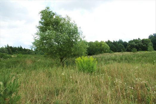 Działka inna na sprzedaż Mrozy Wielkie 7 111m2 Foto 10