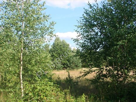 Działka rolna na sprzedaż Wólka Jeżewska 54 000m2 Foto 7