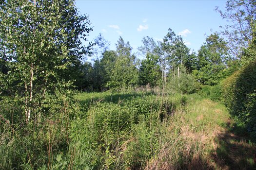 Działka budowlana na sprzedaż Łoś, Lipowa 1G 937m2 Foto 3