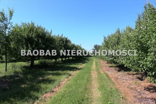 Działka budowlana na sprzedaż Wygoda 53 900m2 Foto 3