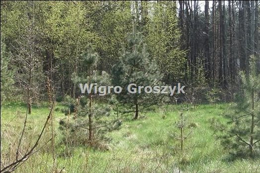 Działka budowlana na sprzedaż Marki, Pustelnik 2 031m2 Foto 5