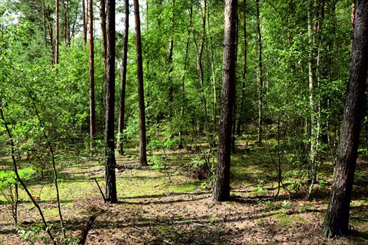 Działka budowlana na sprzedaż Suchodół, przy drodze nr 876 10 000m2 Foto 3