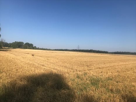 Działka budowlana na sprzedaż Siekierczyn 1 169m2 Foto 3