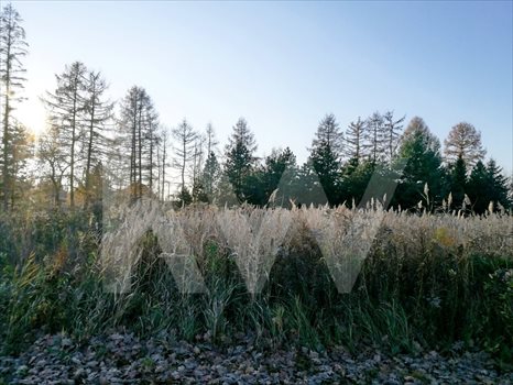 Działka budowlana na sprzedaż Ćwiklice 800m2 Foto 5