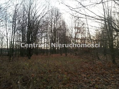 Działka inna na sprzedaż Wręczyca 16 900m2 Foto 4