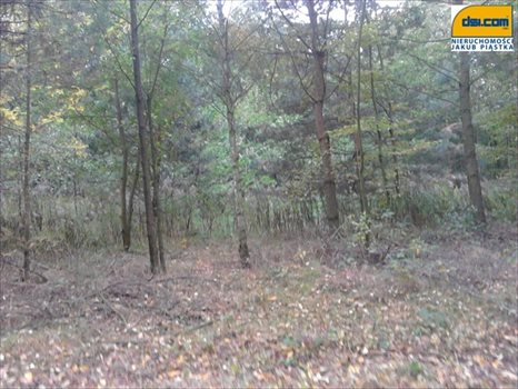 Działka budowlana na sprzedaż Rosanów 1 920m2 Foto 4