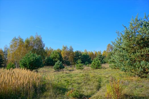 Działka budowlana na sprzedaż Jastrzębnik 1 500m2 Foto 11