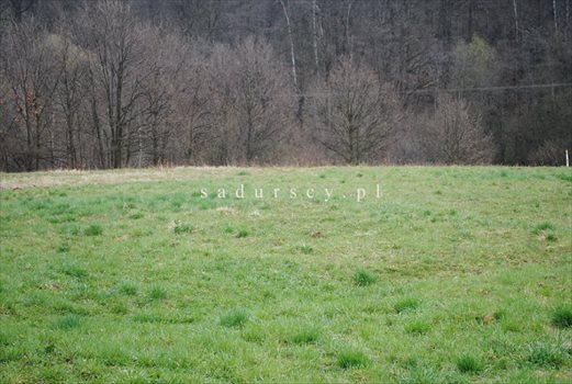 Działka inna na sprzedaż Mogilany 6 700m2 Foto 2