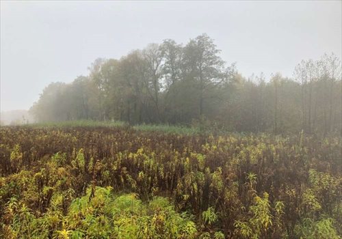 Działka budowlana na sprzedaż Grodzisk Mazowiecki, Słowackiego 3 009m2 Foto 4