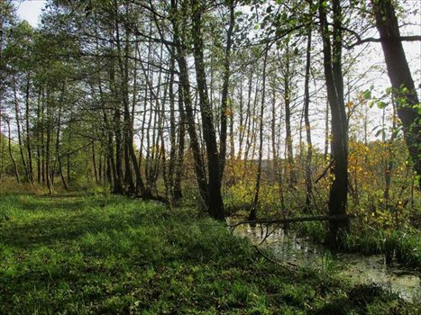Działka rolna na sprzedaż Poznań, Strzeszyn, Koszalińska, Złotnicka, Psarskie 6 673m2 Foto 3