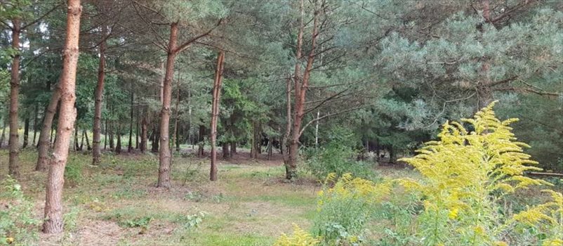 Działka rekreacyjna na sprzedaż Ojrzanów, Tarczyńska 1 000m2 Foto 5