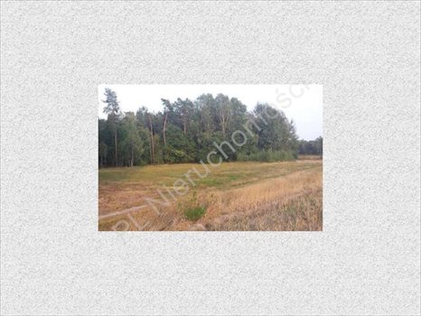 Działka rolna na sprzedaż Rososz 13 000m2 Foto 6