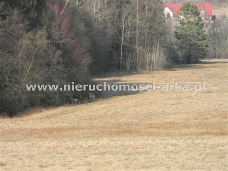 Działka budowlana na sprzedaż Lipowe 10 000m2 Foto 4