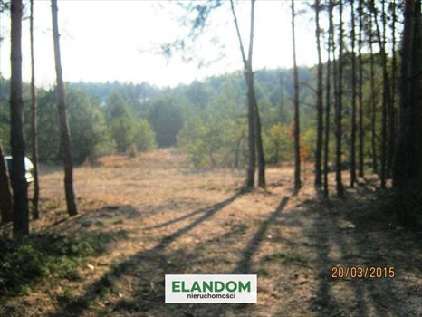 Działka rolna na sprzedaż Ponurzyca 10 000m2 Foto 4