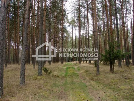 Działka leśna na sprzedaż Małe Chełmy 165 900m2 Foto 2