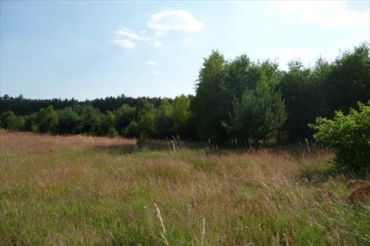 Działka rolna na sprzedaż Drzonów 24 900m2 Foto 5