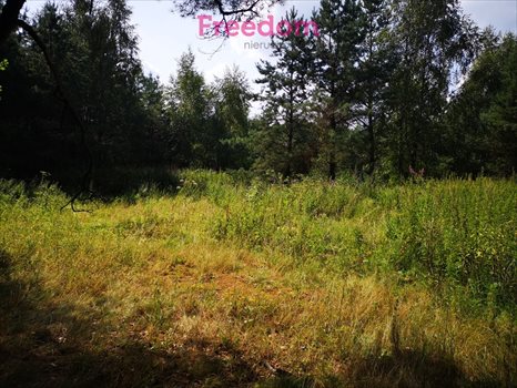 Działka budowlana na sprzedaż Orzechowo 24 300m2 Foto 10
