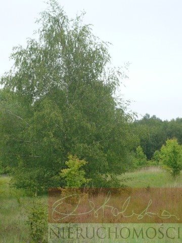 Działka siedliskowa na sprzedaż Nienawiszcz 13 638m2 Foto 4