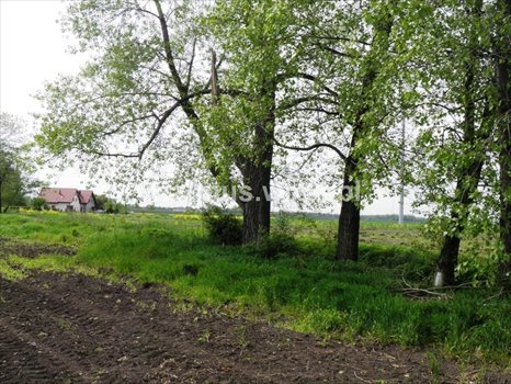 Działka budowlana na sprzedaż Domasław 1 170m2 Foto 6