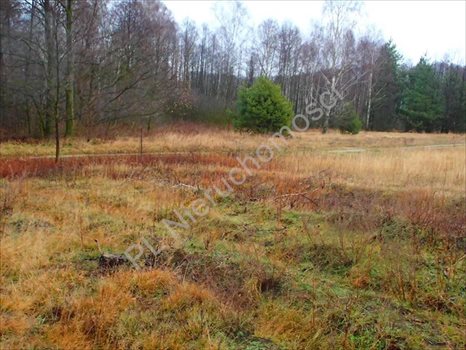 Działka rolna na sprzedaż Budy Przytockie 2 700m2 Foto 2