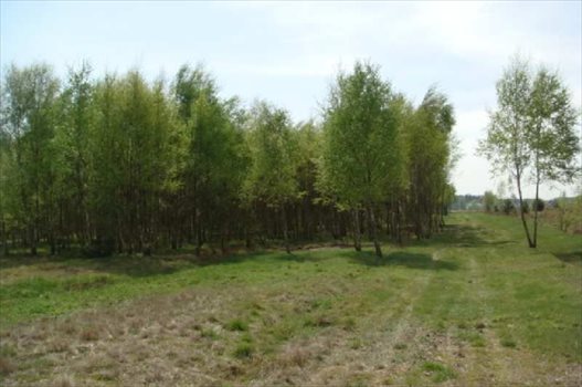 Działka budowlana na sprzedaż Kąck 1 350m2 Foto 2