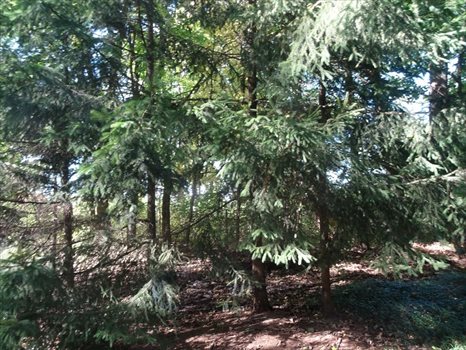 Działka inna na sprzedaż Osęka 7 600m2 Foto 6