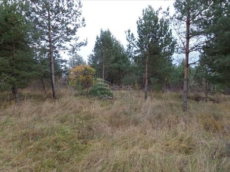 Działka budowlana na sprzedaż Czaplino 1 600m2 Foto 6