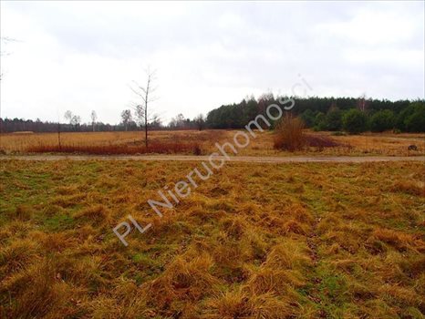 Działka rolna na sprzedaż Budy Przytockie 2 700m2 Foto 6