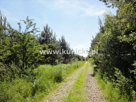 Działka inna na sprzedaż Łoś, Polna 1 200m2 Foto 4