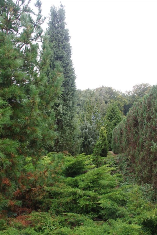 Działka budowlana na sprzedaż Wola Pniewska 6 200m2 Foto 6