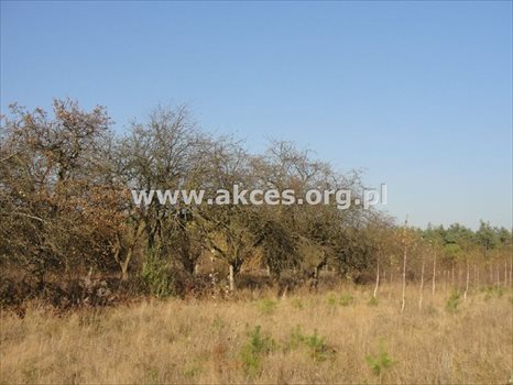 Działka budowlana na sprzedaż Chudolipie 32 600m2 Foto 4