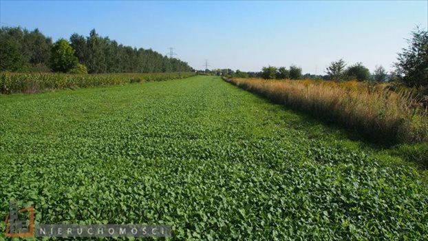 Działka budowlana na sprzedaż Bibice 2 397m2 Foto 2